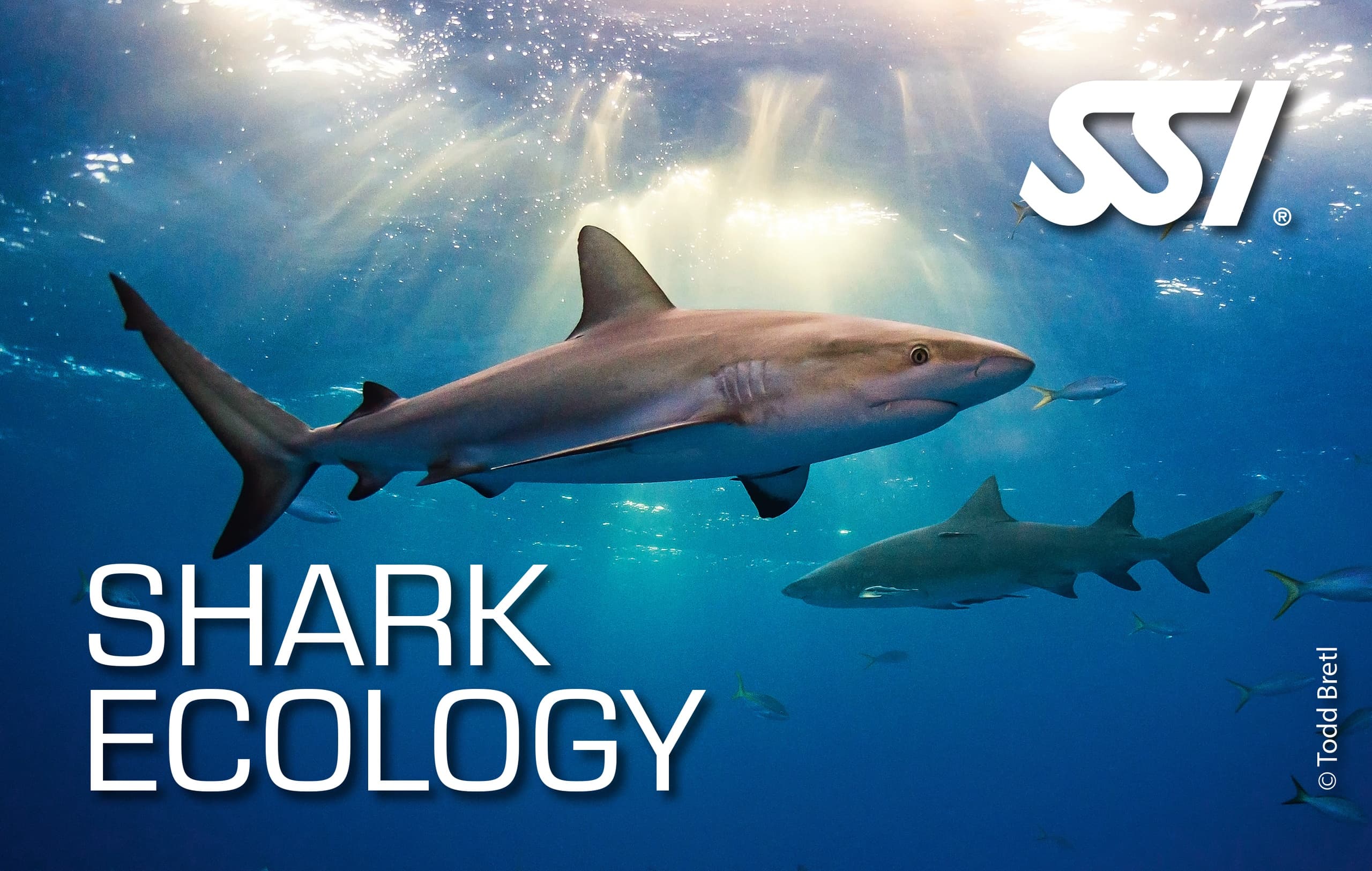 Shark Ecology Course on Ramrod Key: SSI Certification and Local Shark Science