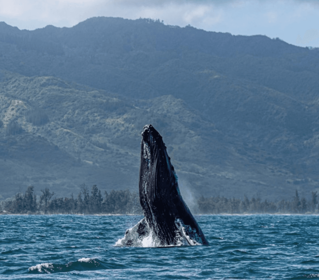 Humpback whale breaching near mountainous Hawaiian coastline