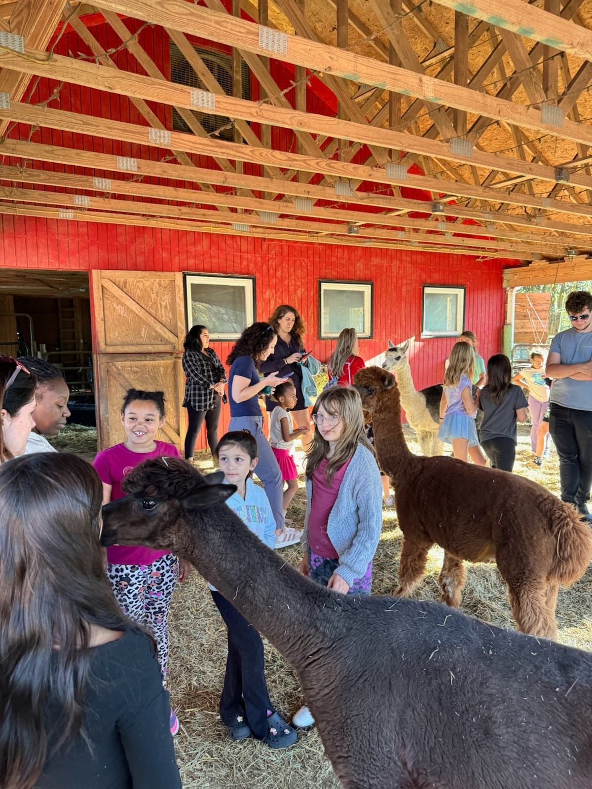 Field Trip to Creekwater Alpaca: Hands-On Farm Tours in Snellville, GA