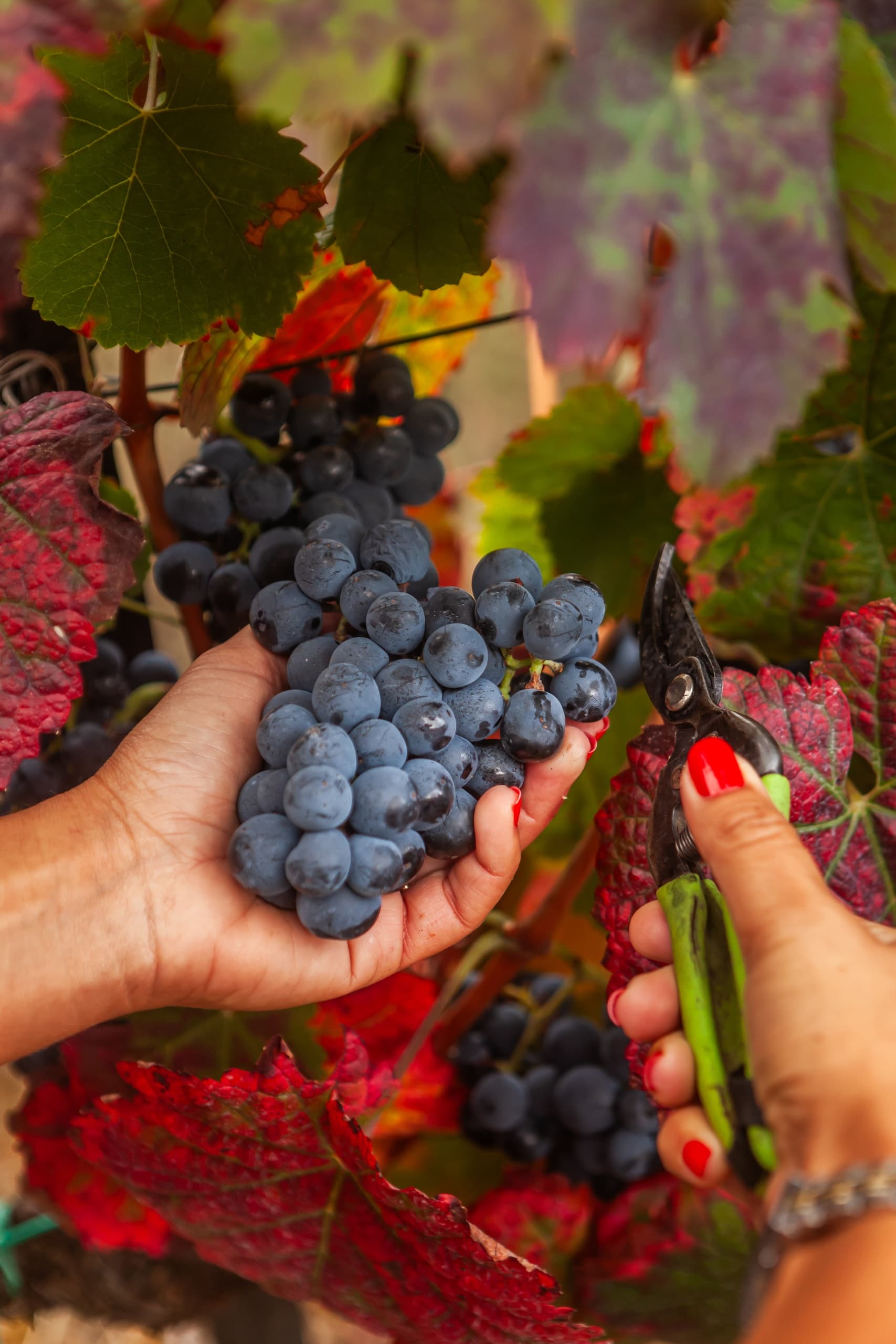 Harvest & Wine Tasting at Quinta da Pedra Alta