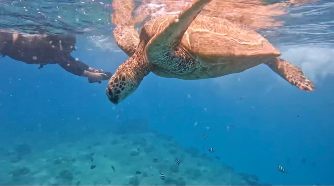 Explore Sea Turtle Snorkeling in Kapolei, Hawaii