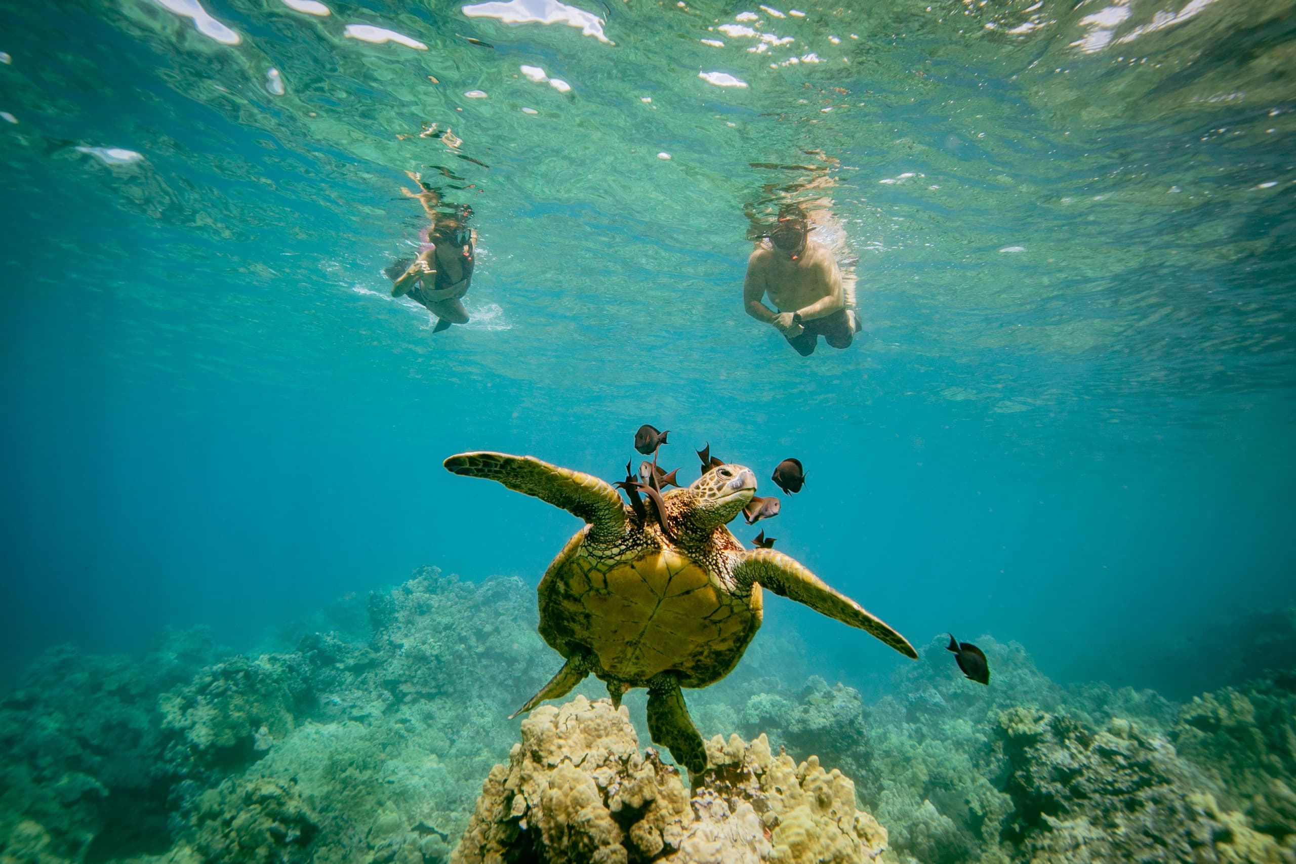 Snorkeling with Turtles at Coral Garden’s Turtle Town by Makena Coast Charters