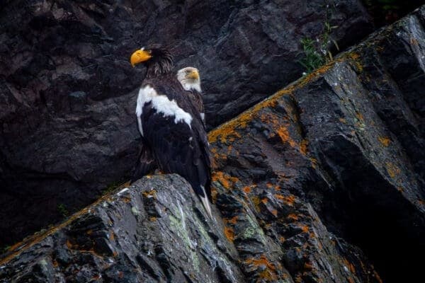 Chasing a Stellar’s Sea Eagle: Private Day Tour from St. John’s, Newfoundland photo 1