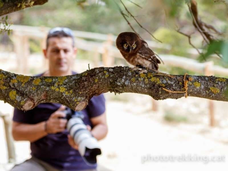 Close-up owl on branch with blurred photographer in forest