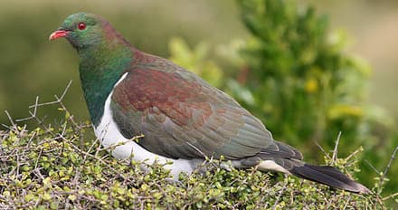 Native kereru pigeon perched on coastal shrub during wildlife tour