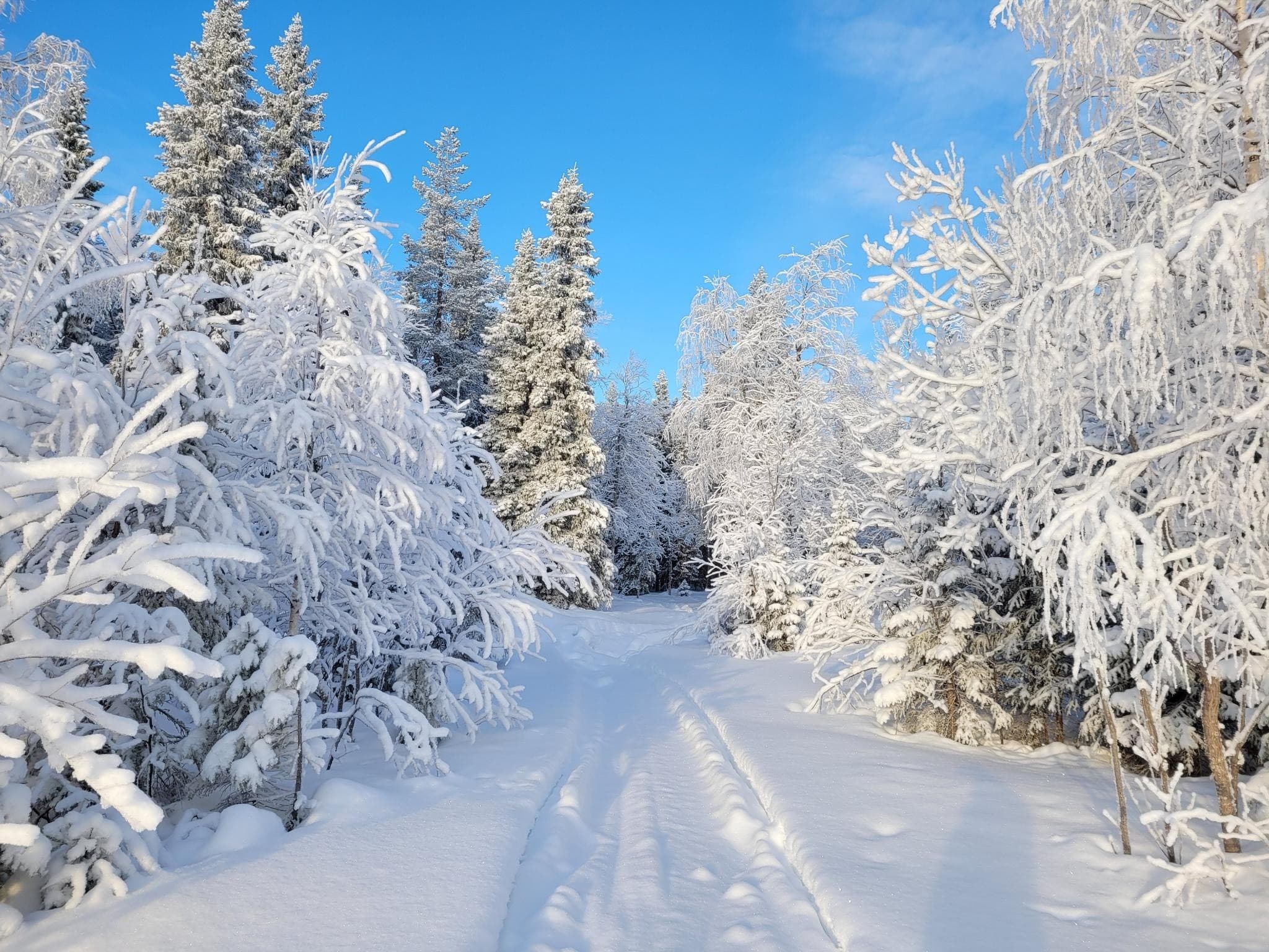 Lapland New Year: Husky Sledding & Northern Lights in Rentjärn photo 4