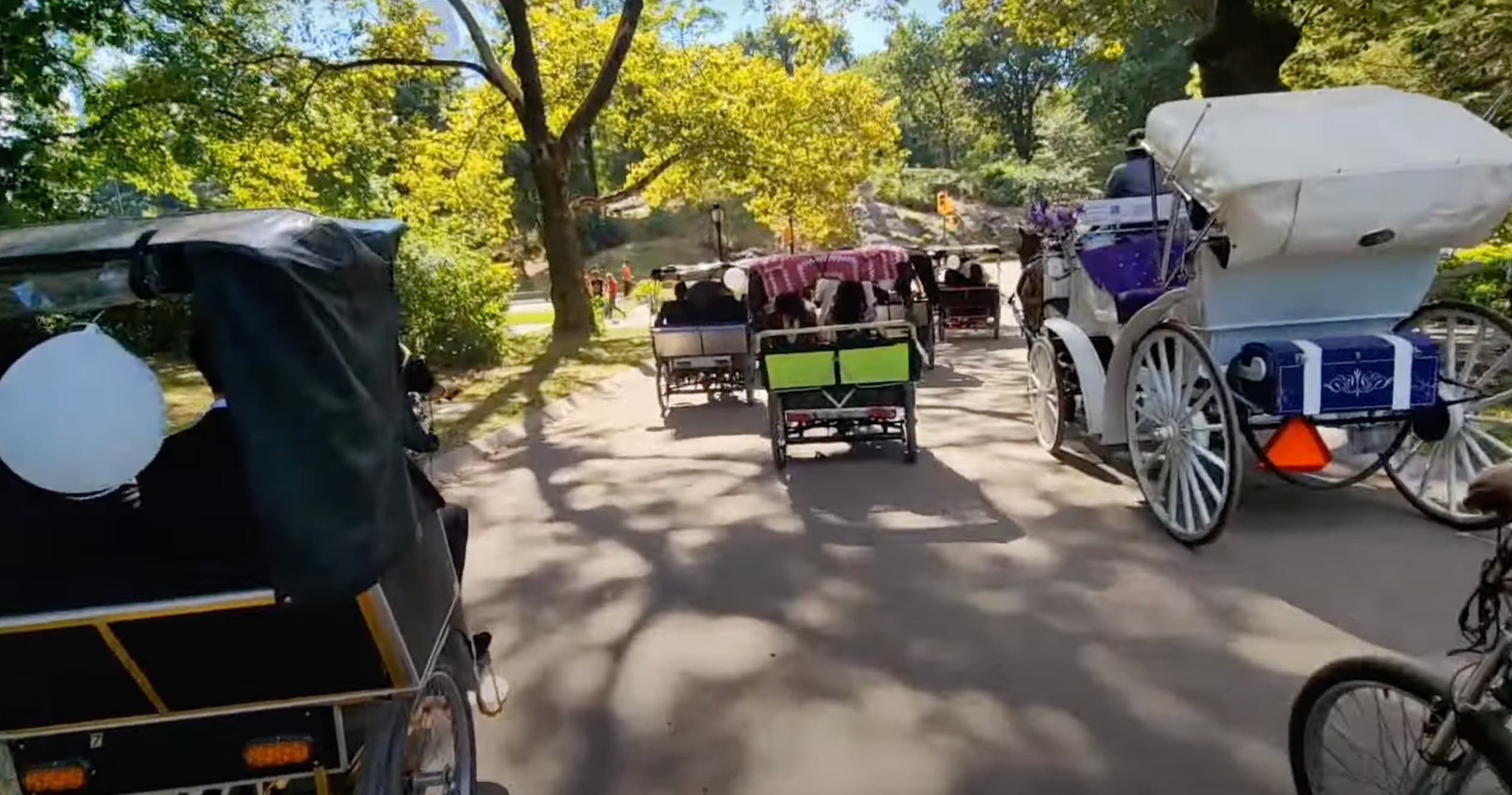 Pedicabs and horse carriages cruising tree-lined Central Park