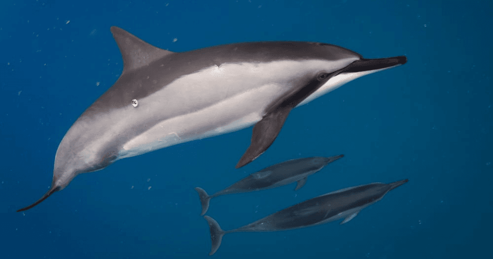 Private Kealakekua Bay Snorkel and Dolphin Watch at Captain Cook Monument photo 2