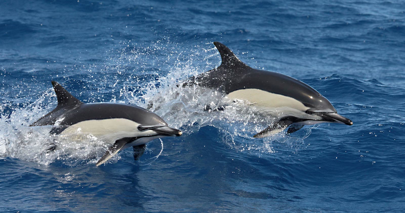 Two dolphins leaping in choppy open ocean during a run