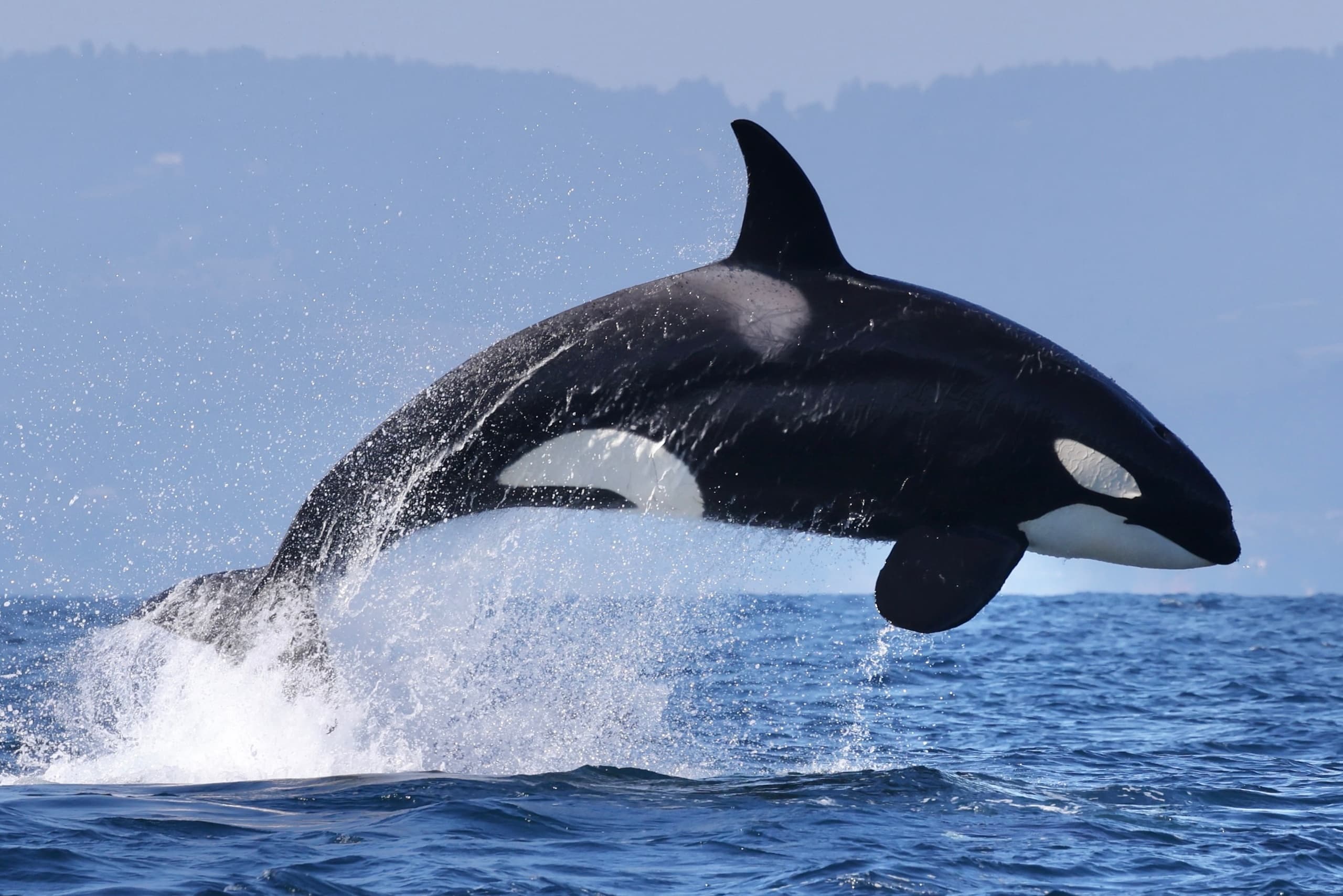 Orca whale breaching ocean waters during wildlife tour