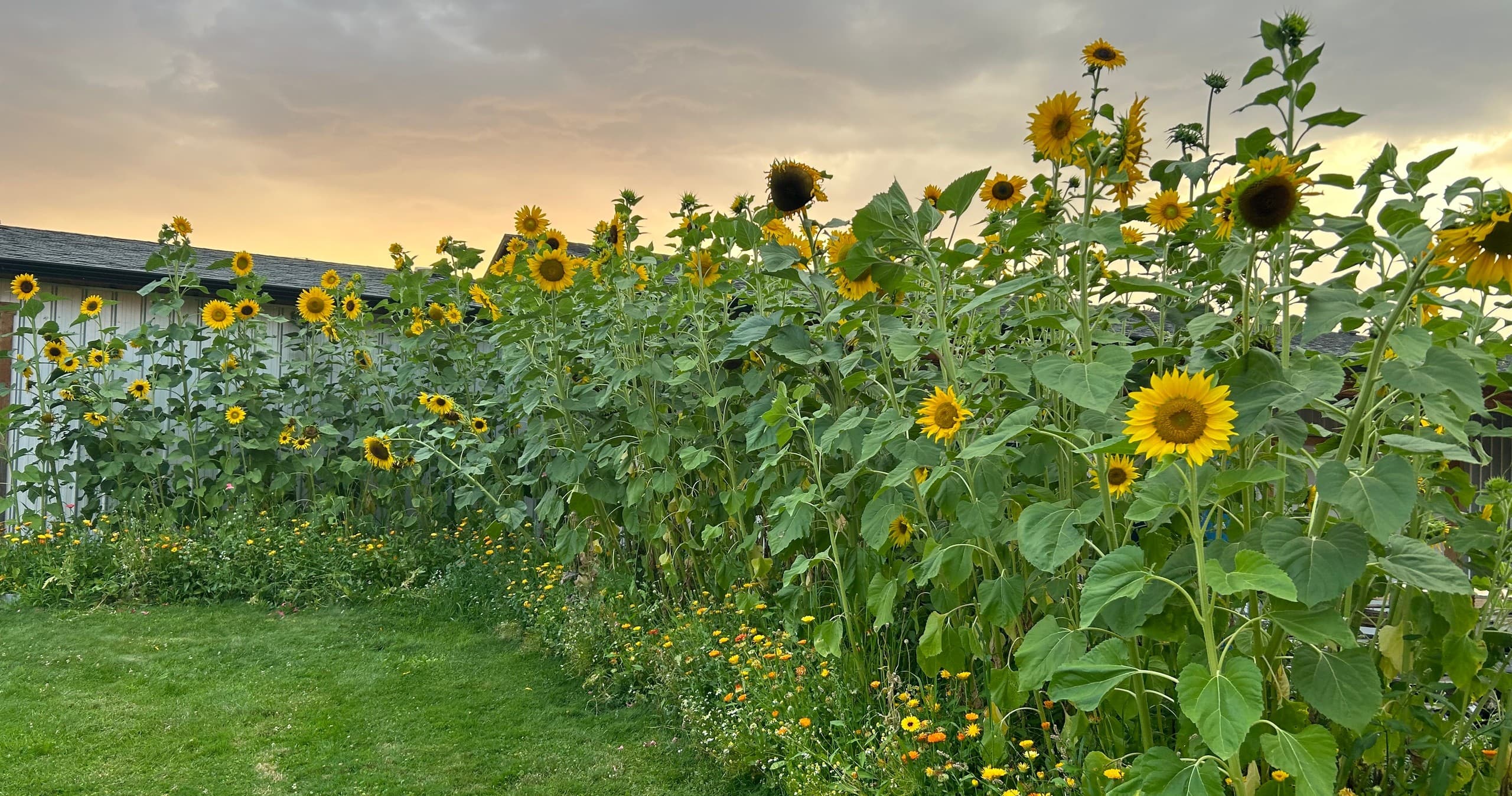 Wildflower & Honey Tasting at Meadow Vista Honey Wines