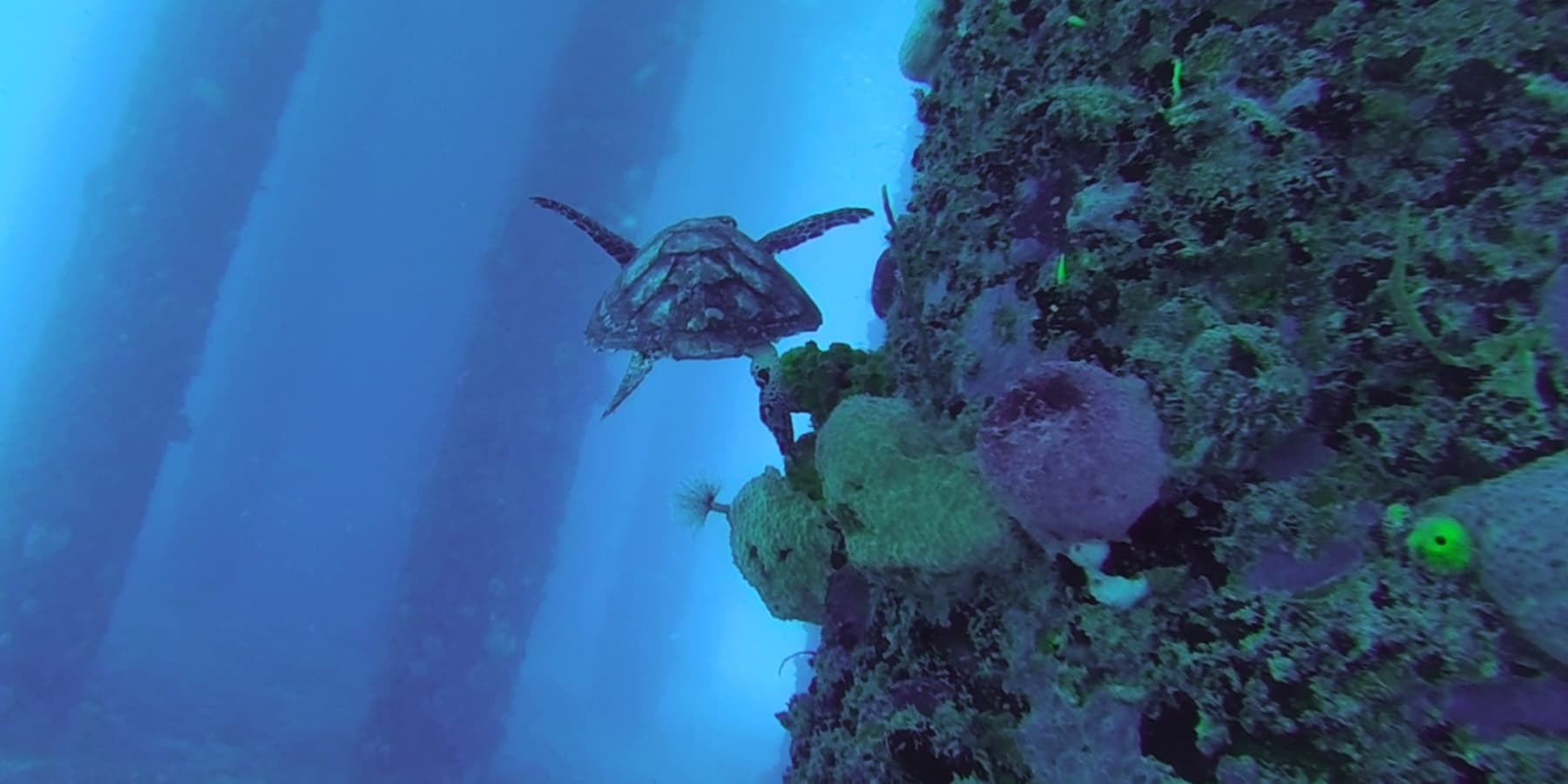 Scuba diver and sea turtle near reef and pier pillars underwater