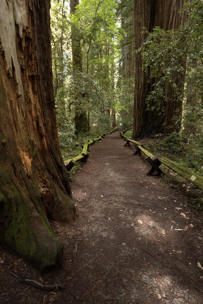 Explore Hwy 1 and Giant Redwoods on a Coastal Day Trip