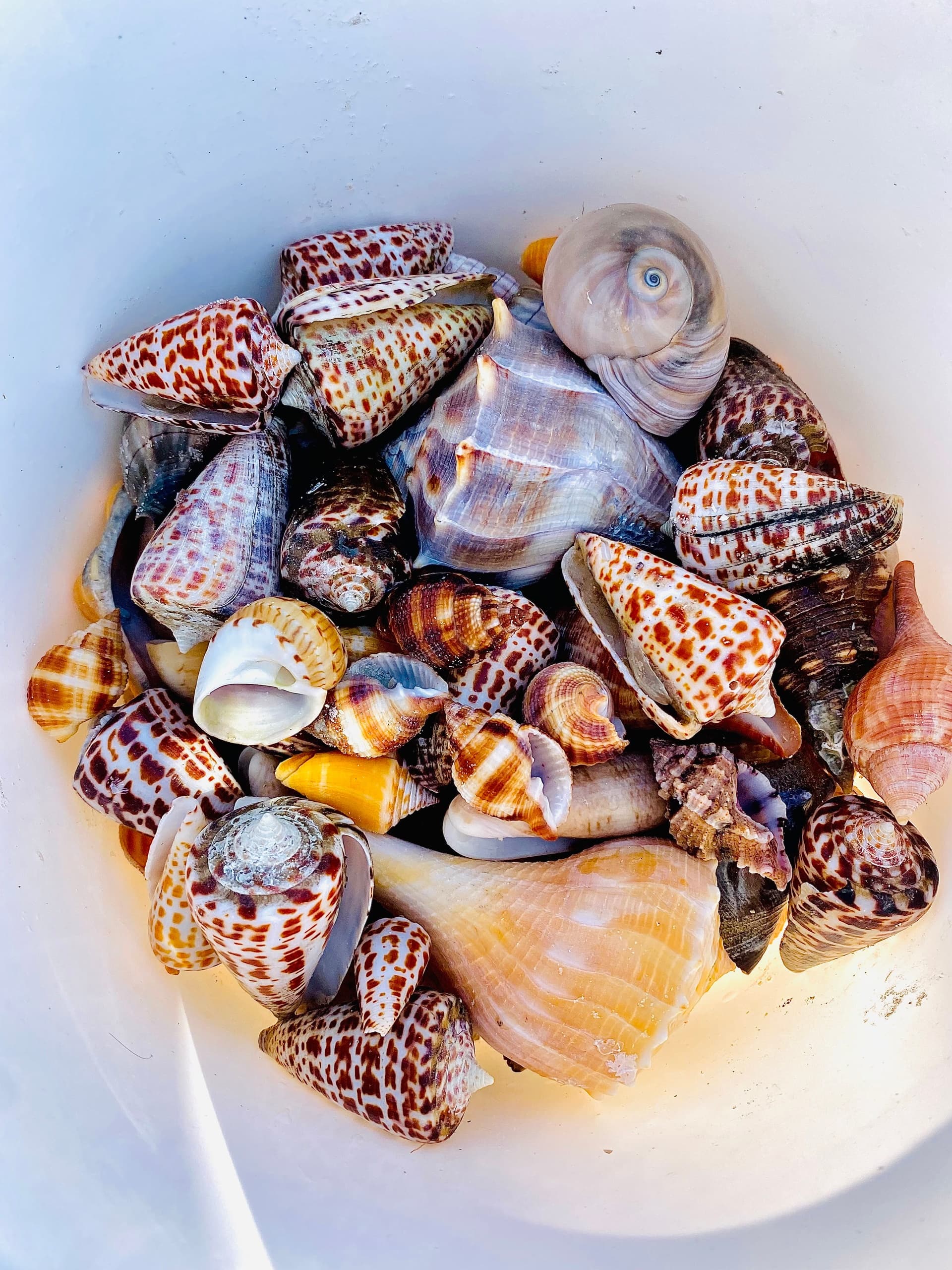Shelling in 10,000 Islands with Island Excursions near Marco Island