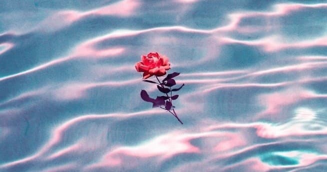 Rose floating on shimmering pool water, dreamy floral water surface