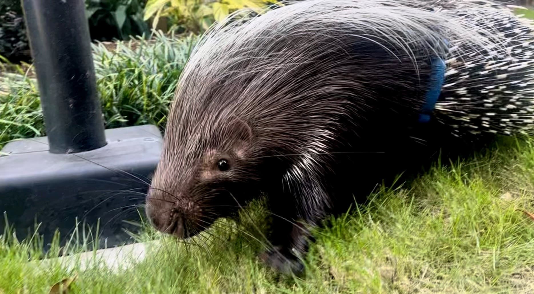Meet Dexter: Private Porcupine Encounter in Houston
