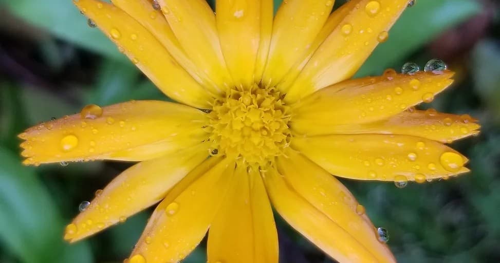 Close-up yellow wildflower with dew drops in meadow after rain