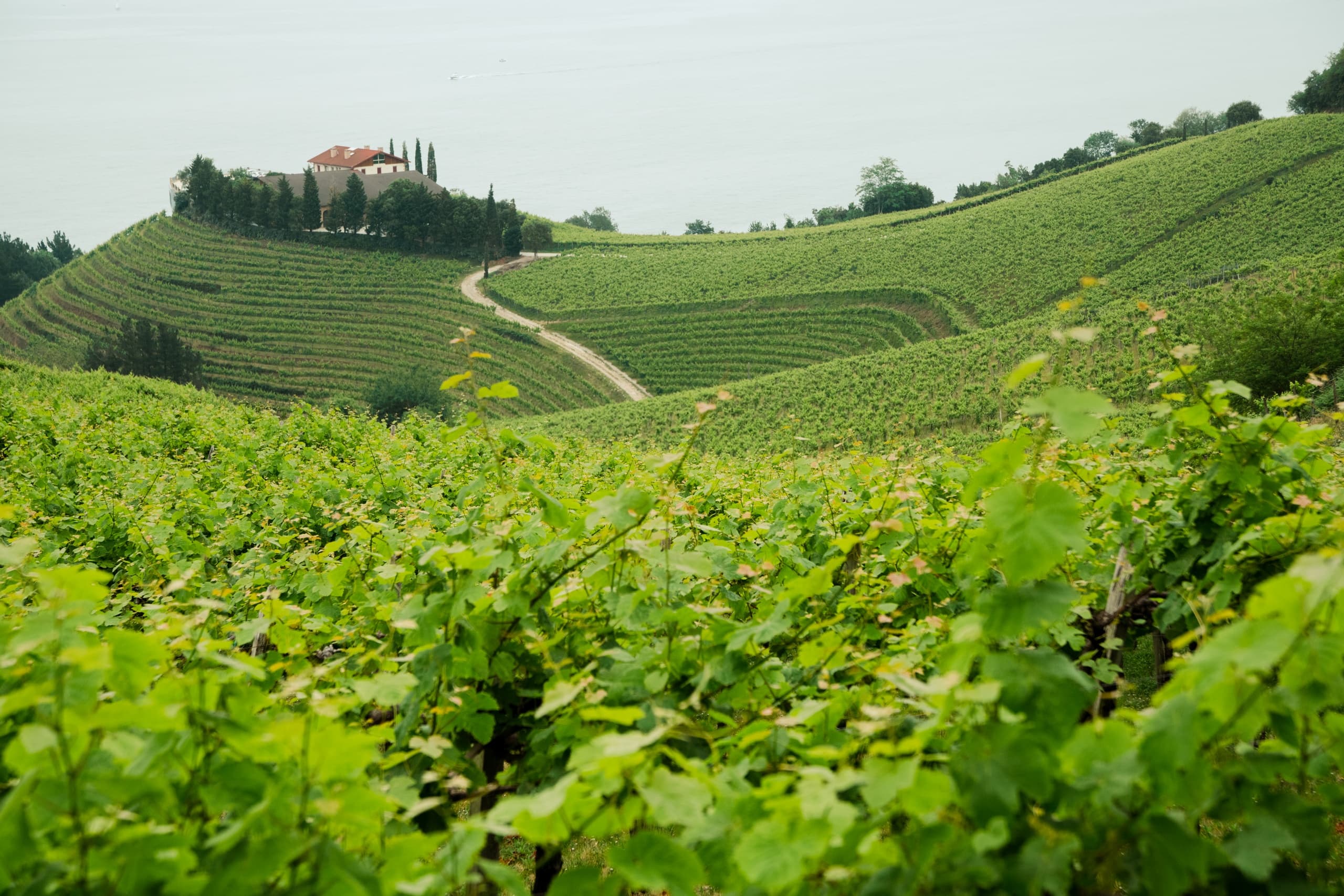 Basque Cheese & Txakoli Wine Tasting with Ikusnahi Tours