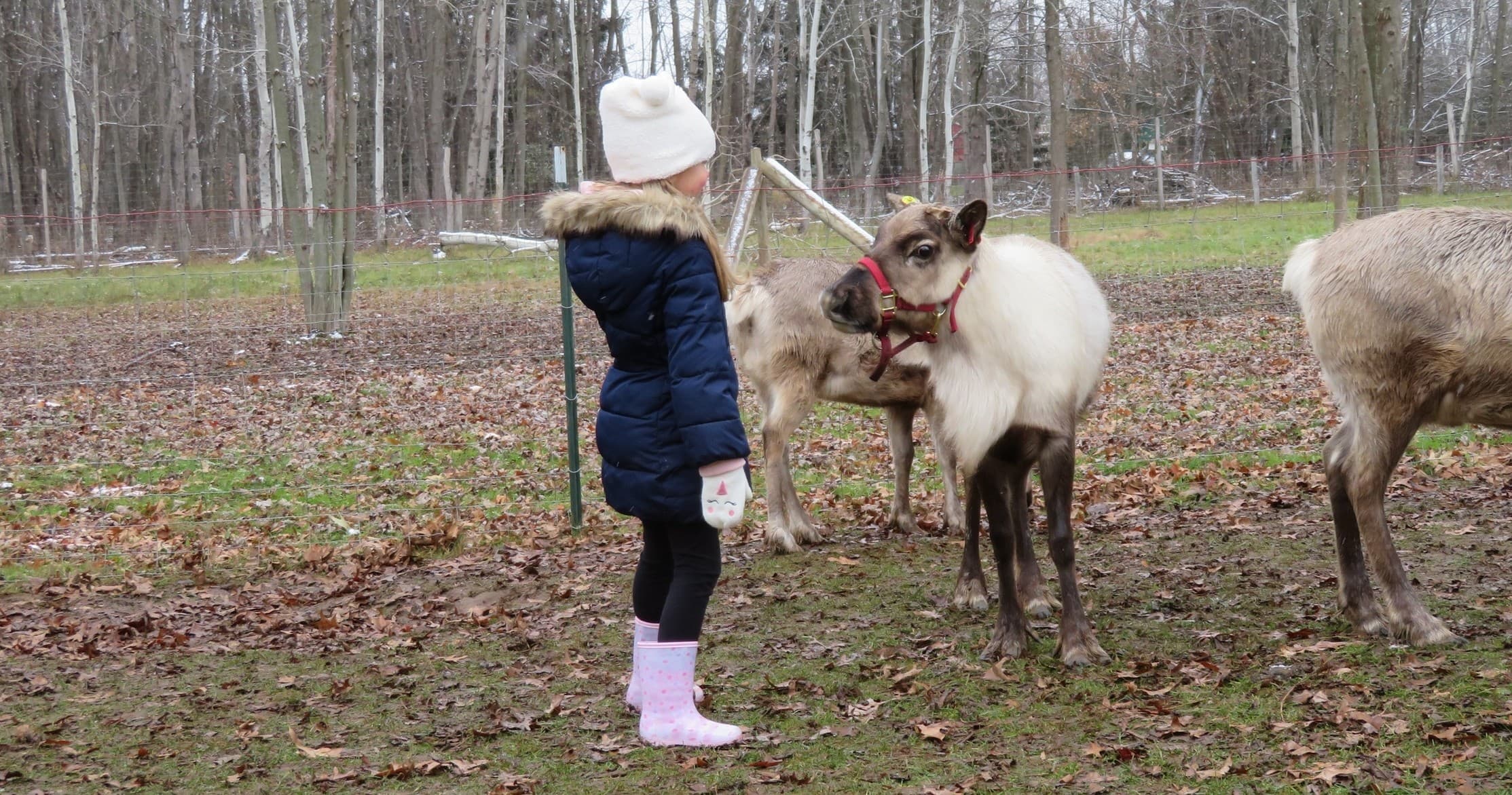 Shortsville Reindeer Farm fleet