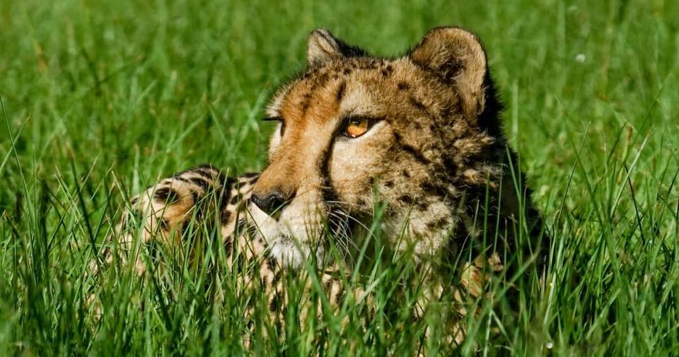 Carson Springs Wildlife Conservation Foundation team