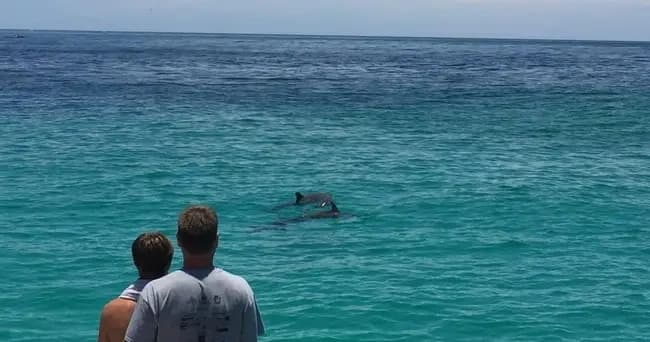 Always Sunday Dolphin Sightseeing Sail in Panama City Beach photo 4