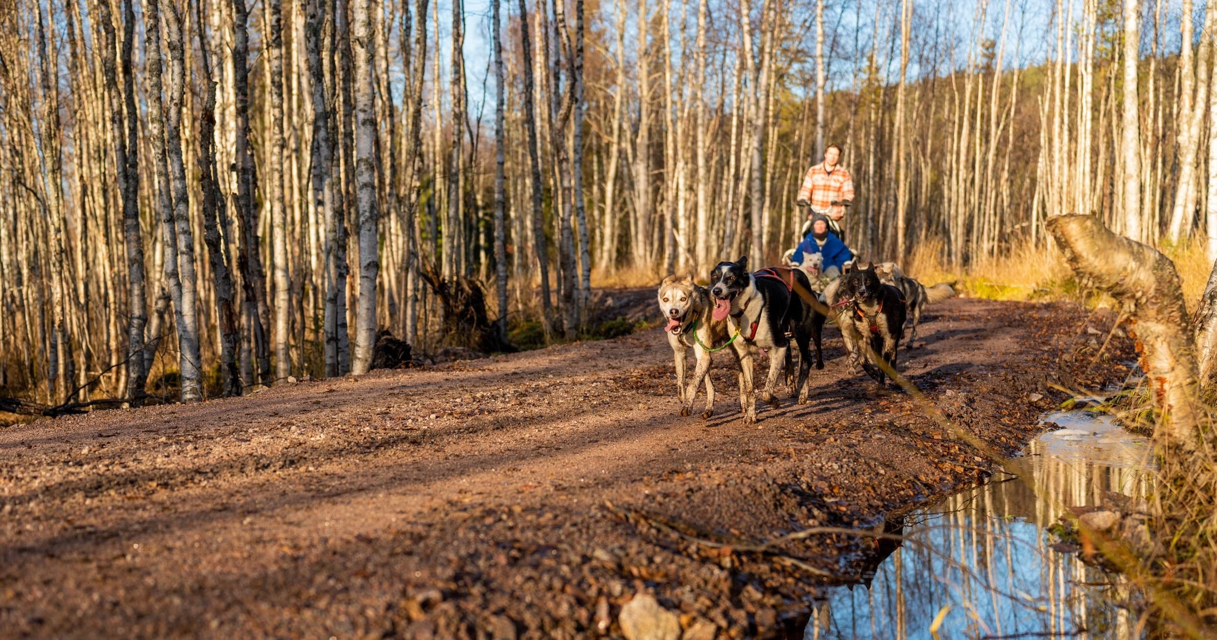 Dog sled team running through birch forest trail in autumn