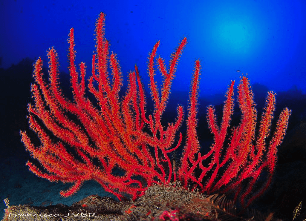 Night Diving Adventure with Punkfish Diving in La Palma