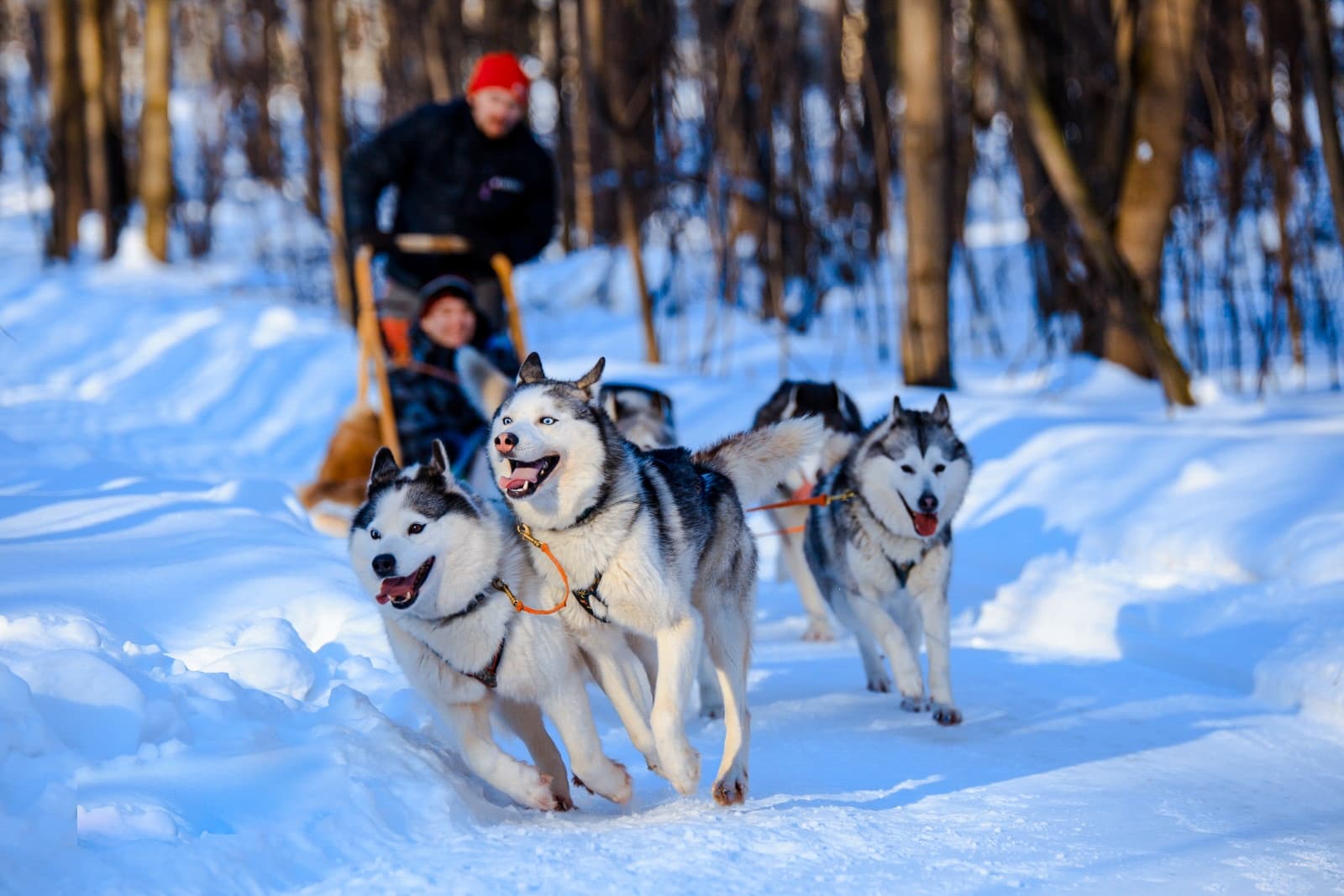 Musher guiding husky sled team through snowy Alaskan woods