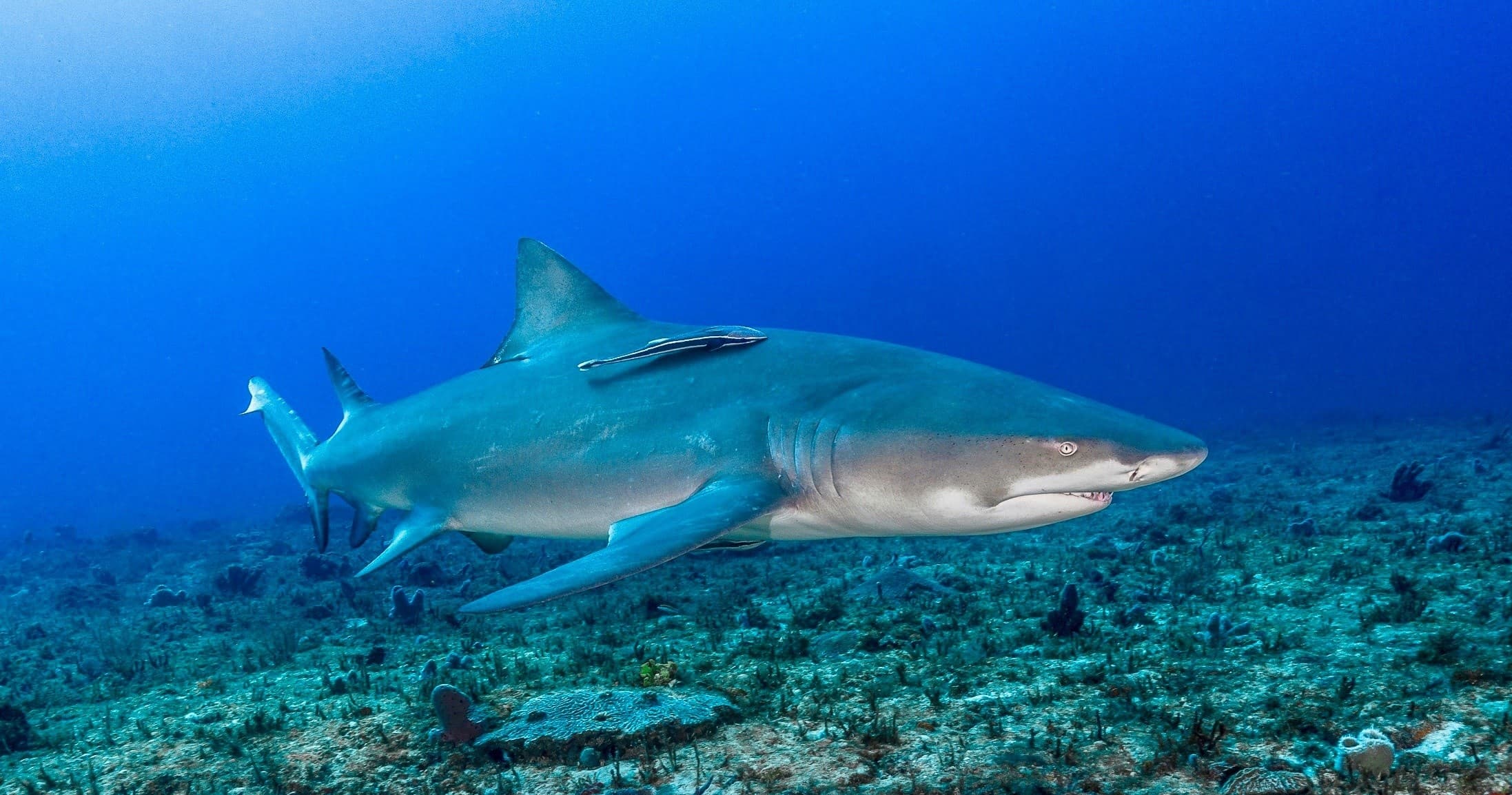 Shark Dives in Jupiter FL Certified Shark-Encounter Scuba Trips Off Florida Coast photo 1