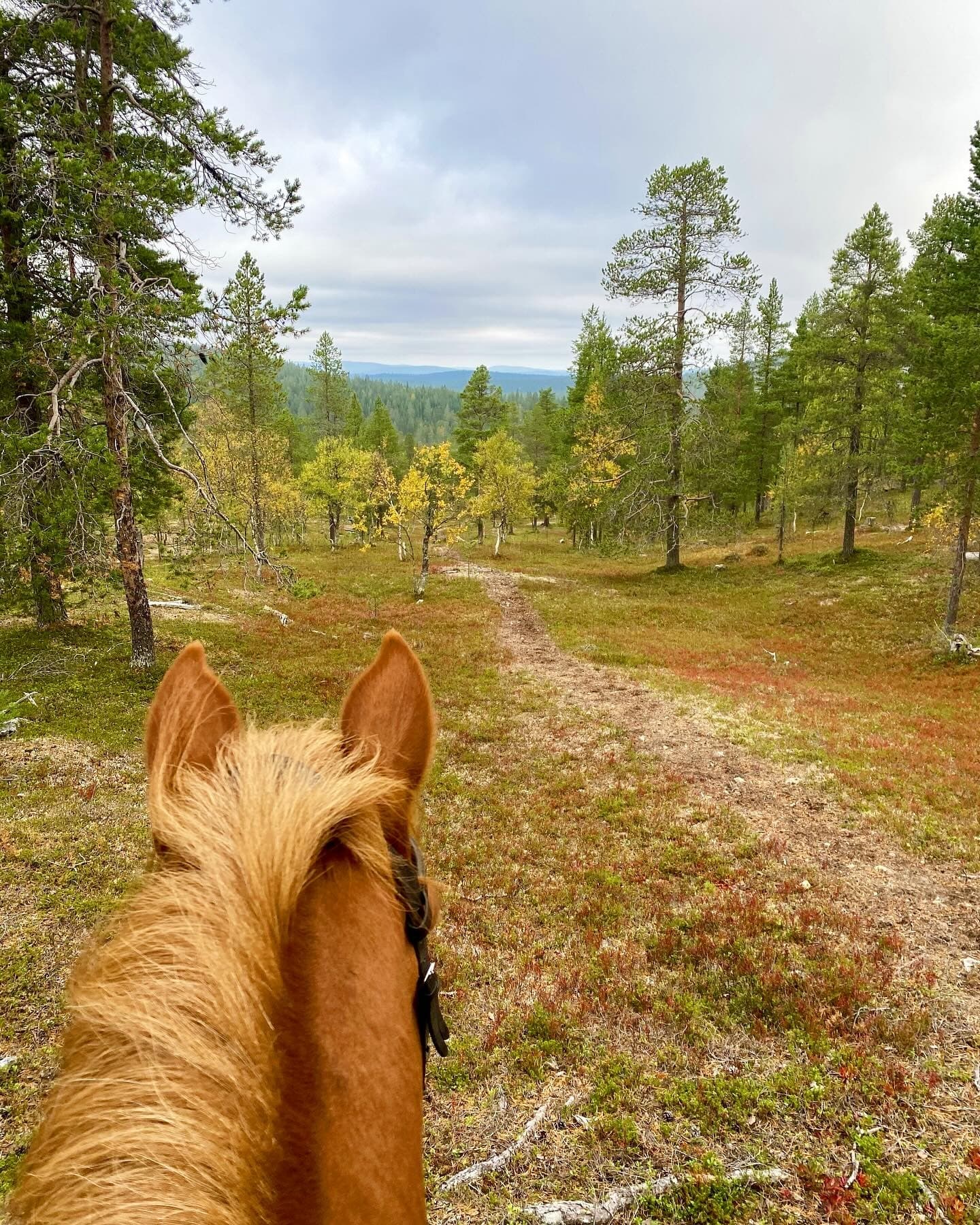 Land Adventures with Polaris Point Horses: Horseback Riding at Polaris Point