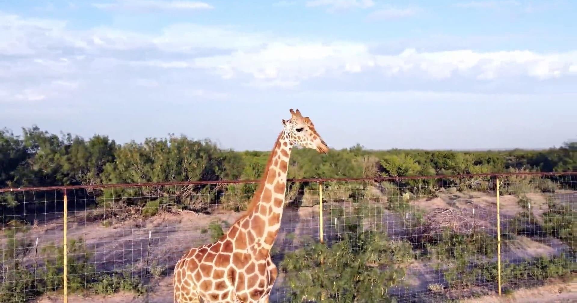 Wildlife Adventure at Laredo Safari and Adventure Park