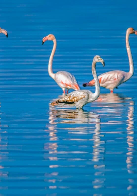 Bird Watching in Amvrakikos Gulf: Flamingos, Pelicans & Guided Wetland Tours from Preveza