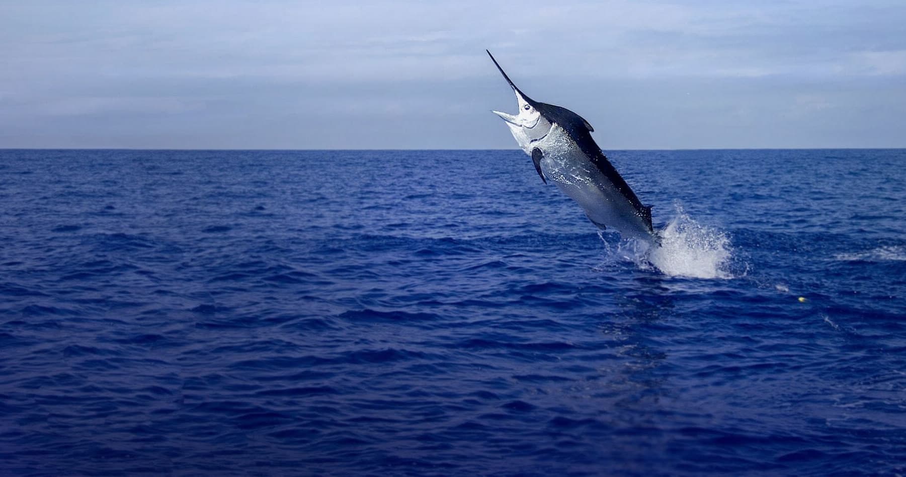 Angler blue marlin jumping from open ocean during offshore fishing
