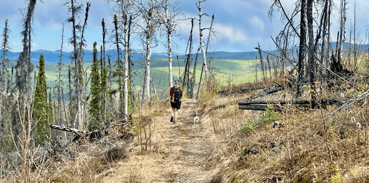 Mastodon Trail Hike with Tundra Trekkers near Fairbanks