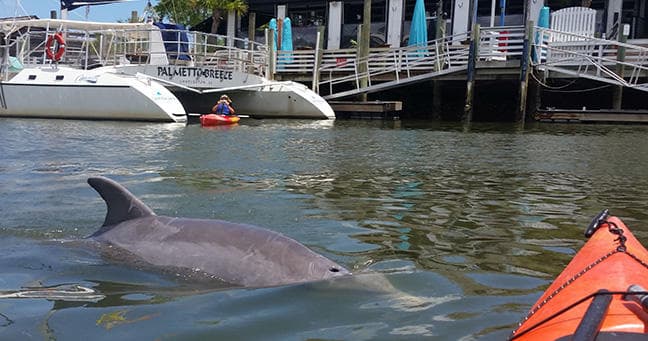 Shem Creek Kayak Tours with Nature Adventures LLC in McClellanville