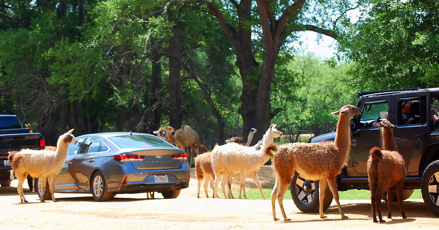 Herd of llamas approaching cars on shaded safari park road