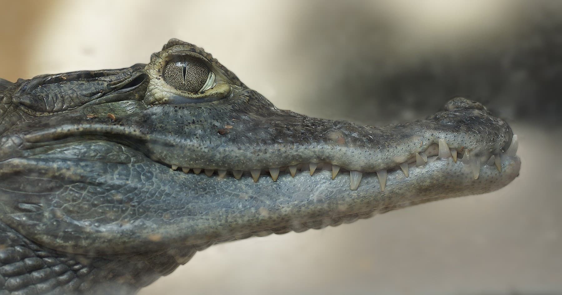 Caimen Crocodile Feeding at Plantasia Swansea