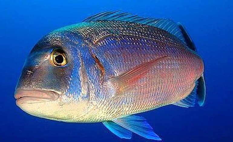Pargo Fishing at Sea Dreams in Sesimbra, Portugal