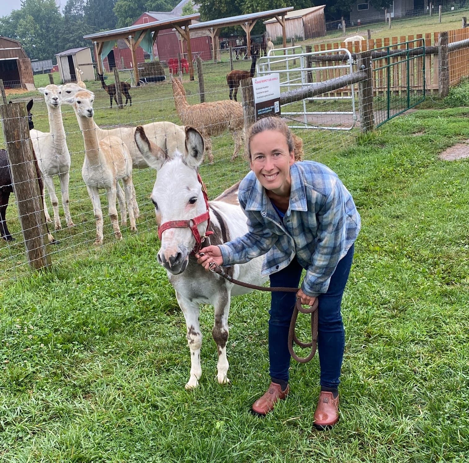 Donkey Snuggles in Bright: A Charming Countryside Walk with Stanley the Miniature Donkey