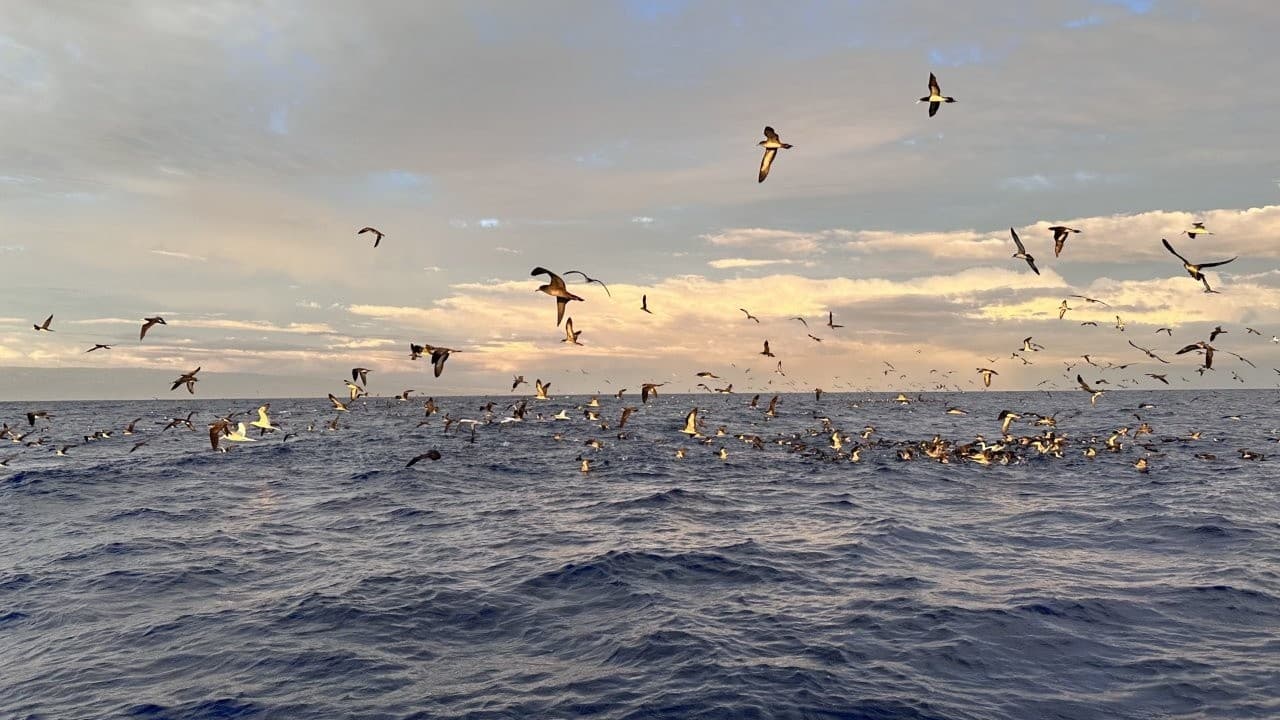 Private Kauai Whale Watching Charters from Port Allen — Up-Close Humpback Encounters photo 3