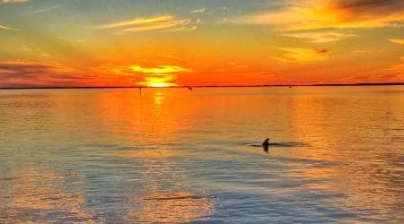 Water Activities: New Year's Eve Dolphin Cruise by Adventure in Paradise Inc