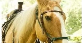 Pony Rides at BirdHaven Ranch: Retired Rodeo Horses and Bay Views in Portsmouth, RI