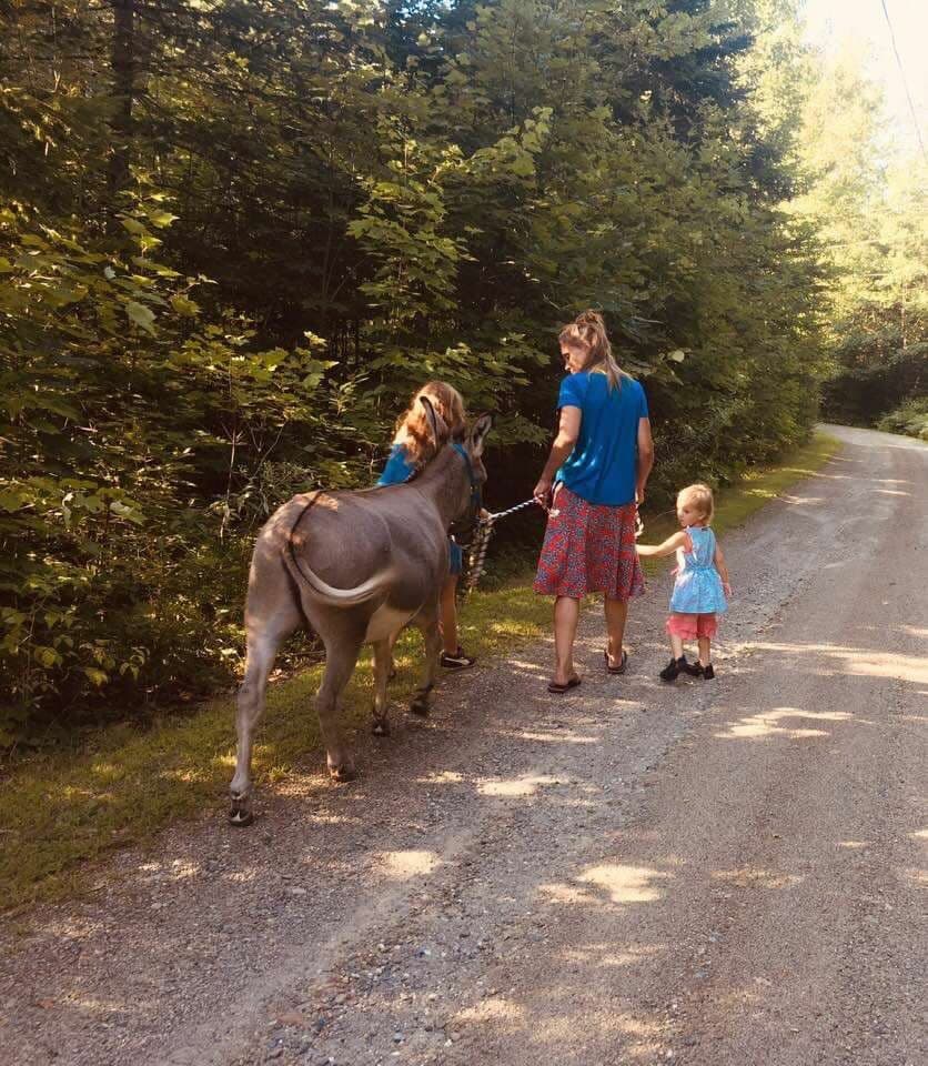 Slow-Paced Donkey Walks Through Searsport's Coastal Forests photo 1