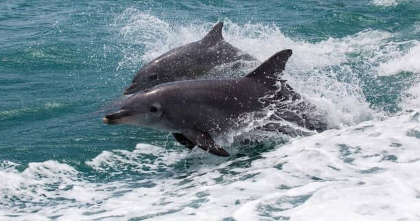 Dolphins leaping alongside a sportfishing boat in blue ocean
