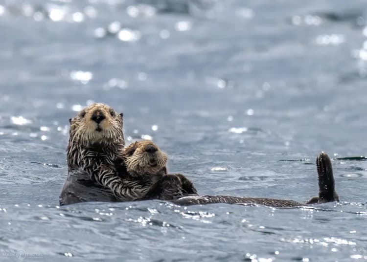 Natural History Tour of Kachemak Bay with Tutka Tours
