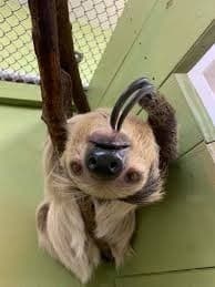 Up-Close Sloth Feeding Encounter in Wright City, Missouri photo 1