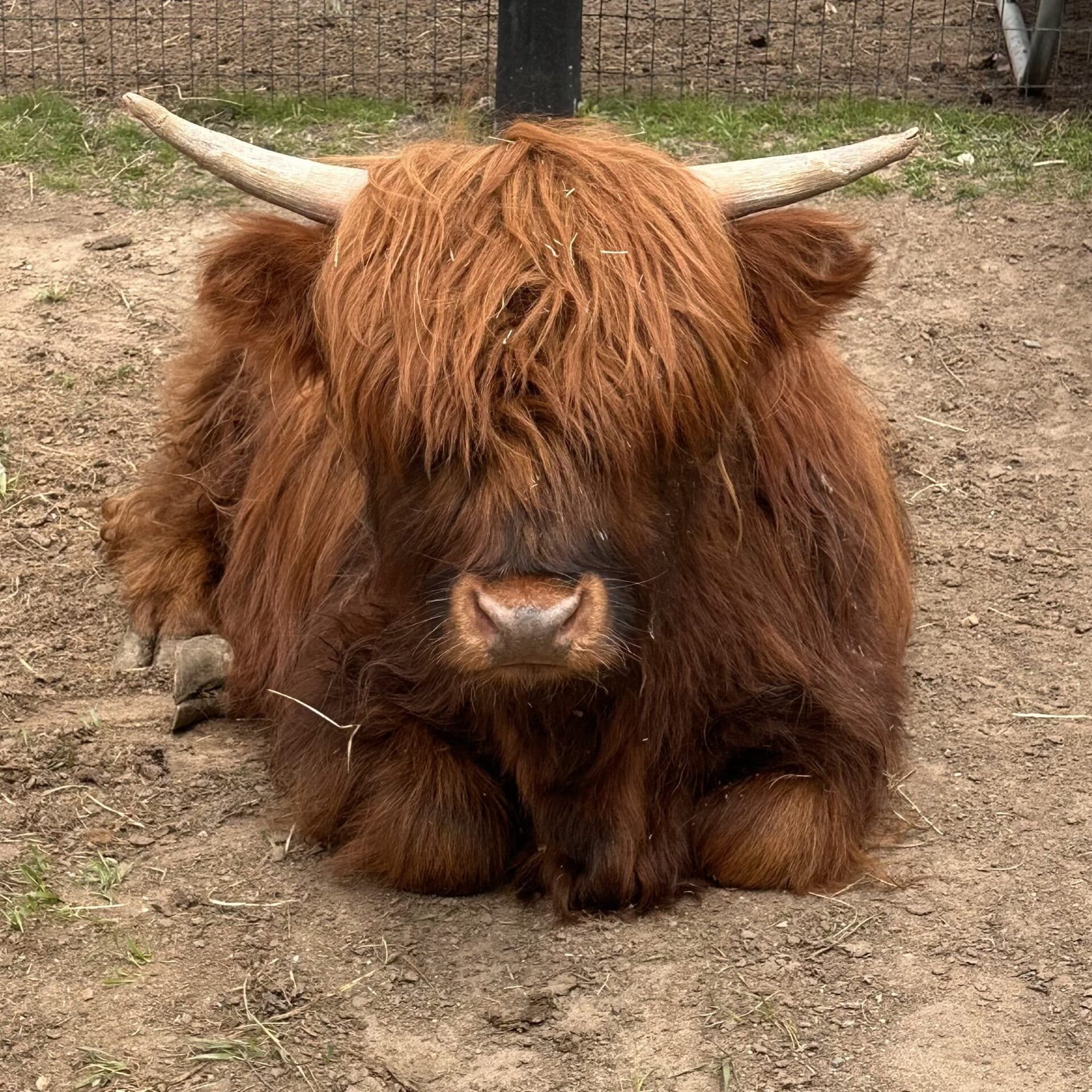 Hands-On with Miniature Highland Cows: Private Farm Experience in Holly, Michigan
