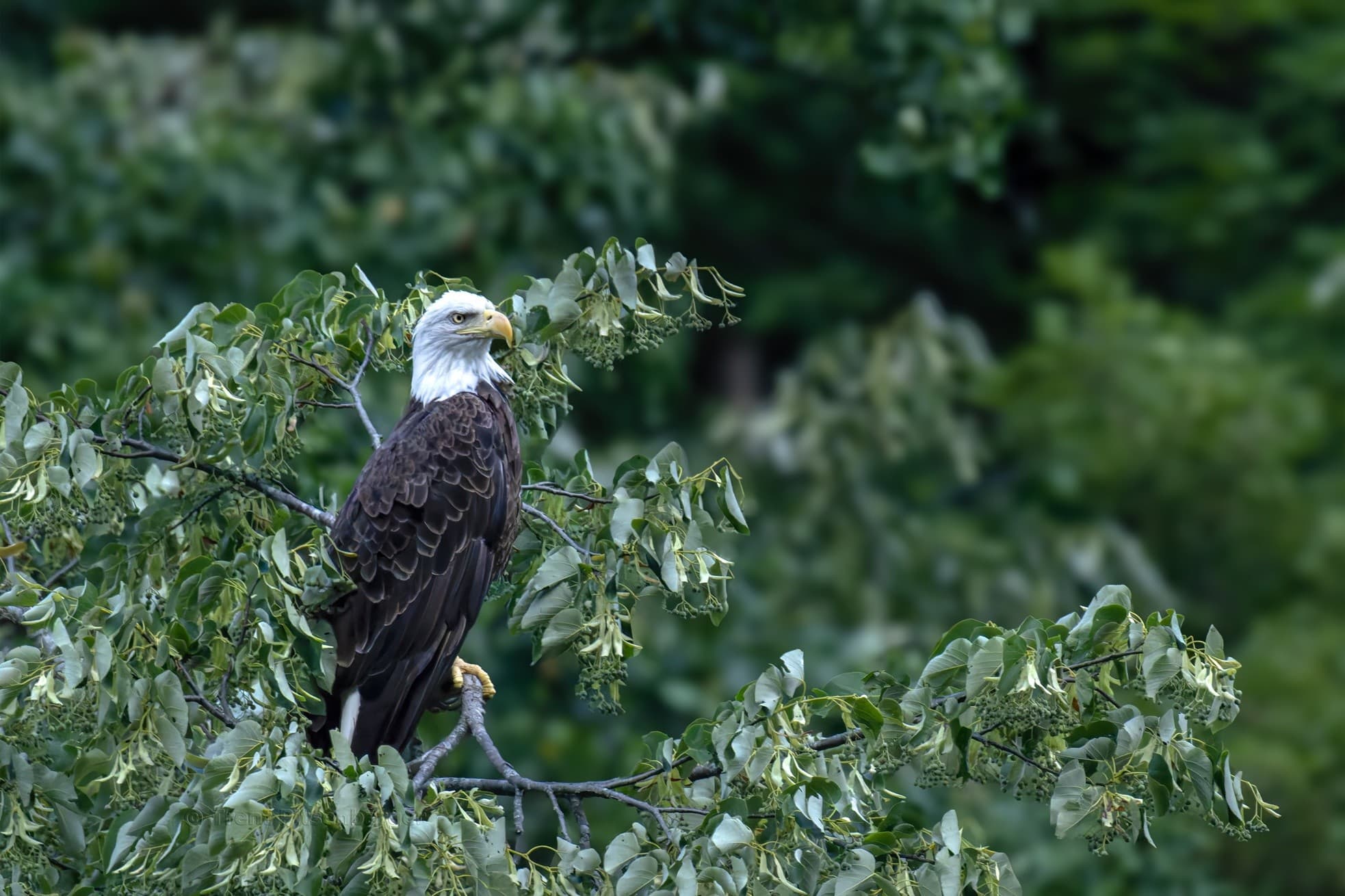 Fourth of July Train Ride - American Bald Eagle Special in Moorefield WV