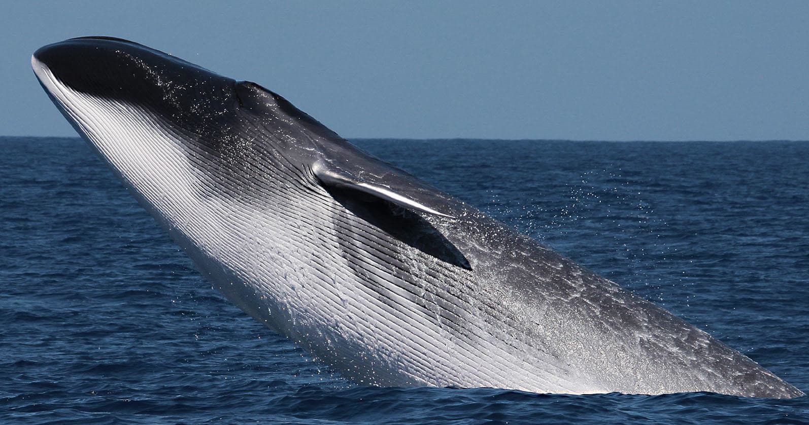 Breaching baleen whale leaping from deep blue sea