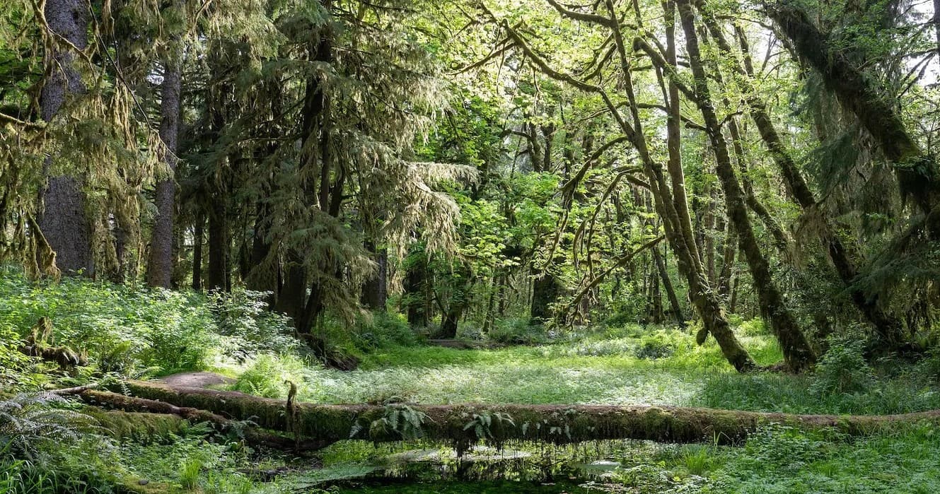 Inside the Hoh Rainforest: A Day Hike from Lake Quinault Lodge